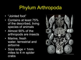 Phylum Arthropoda “Jointed foot” Contains at least 75% of the described, living species of animals Almost 90% of the arthropods are insects Marine, fresh water, terrestrial and airborne Size range < 1mm mites to 4 m spider crabs 