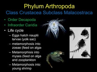 Zoeae 6. arthropods | PPTX