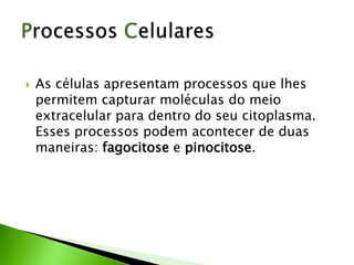  As células apresentam processos que lhes
permitem capturar moléculas do meio
extracelular para dentro do seu citoplasma.
Esses processos podem acontecer de duas
maneiras: fagocitose e pinocitose.
 