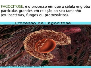 FAGOCITOSE: é o processo em que a célula engloba
partículas grandes em relação ao seu tamanho
(ex.:bactérias, fungos ou protozoários).
 