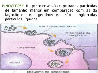 PINOCITOSE: Na pinocitose são capturadas partículas
de tamanho menor em comparação com as da
fagocitose e, geralmente, são englobadas
partículas líquidas.
 