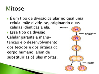  É um tipo de divisão celular no qual uma
célula-mãe divide-se, originando duas
células idênticas a ela.
 Esse tipo de divisão
Celular garante a manu-
tenção e o desenvolvimento
dos tecidos e dos órgãos do
corpo humano, além de
substituir as células mortas.
 