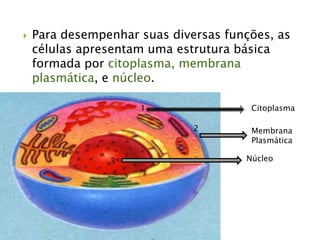  Para desempenhar suas diversas funções, as
células apresentam uma estrutura básica
formada por citoplasma, membrana
plasmática, e núcleo.
1
2
3
Citoplasma
Membrana
Plasmática
Núcleo
 