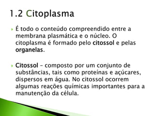  É todo o conteúdo compreendido entre a
membrana plasmática e o núcleo. O
citoplasma é formado pelo citossol e pelas
organelas.
 Citossol – composto por um conjunto de
substâncias, tais como proteínas e açúcares,
dispersos em água. No citossol ocorrem
algumas reações químicas importantes para a
manutenção da célula.
 
