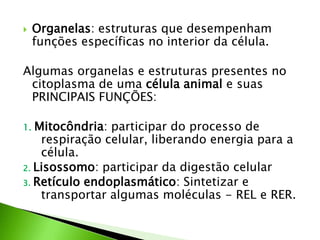  Organelas: estruturas que desempenham
funções específicas no interior da célula.
Algumas organelas e estruturas presentes no
citoplasma de uma célula animal e suas
PRINCIPAIS FUNÇÕES:
1. Mitocôndria: participar do processo de
respiração celular, liberando energia para a
célula.
2. Lisossomo: participar da digestão celular
3. Retículo endoplasmático: Sintetizar e
transportar algumas moléculas - REL e RER.
 