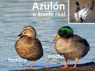 Azulón
o ánade real
macho
hembra
 