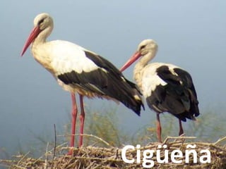 Cigüeña
 