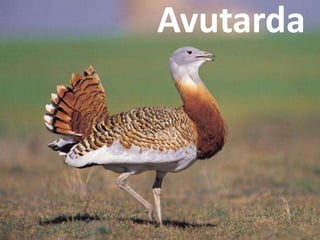 Avutarda
 