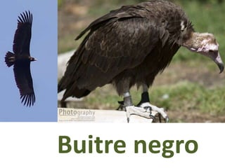 Buitre negro
 