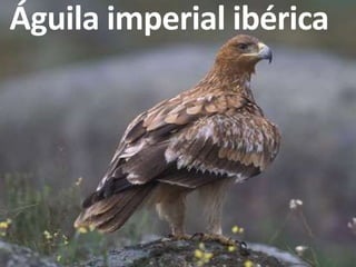 Águila imperial ibérica
 