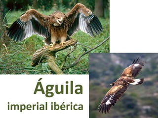 Águila
imperial ibérica
 