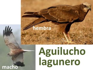 Aguilucho
lagunero
macho
hembra
hembra
 