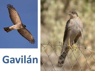 Gavilán
 