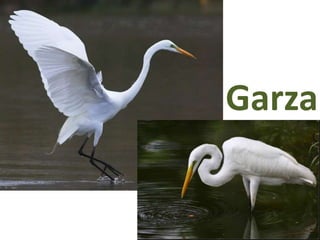 Garza
 
