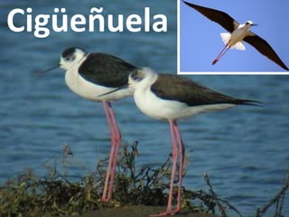 Cigüeñuela
 