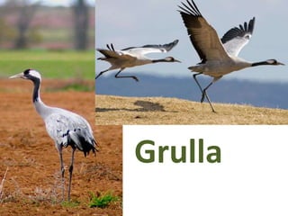 Grulla
 