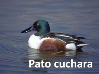 Pato cuchara
 