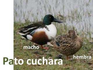 Pato cuchara
macho
hembra
 
