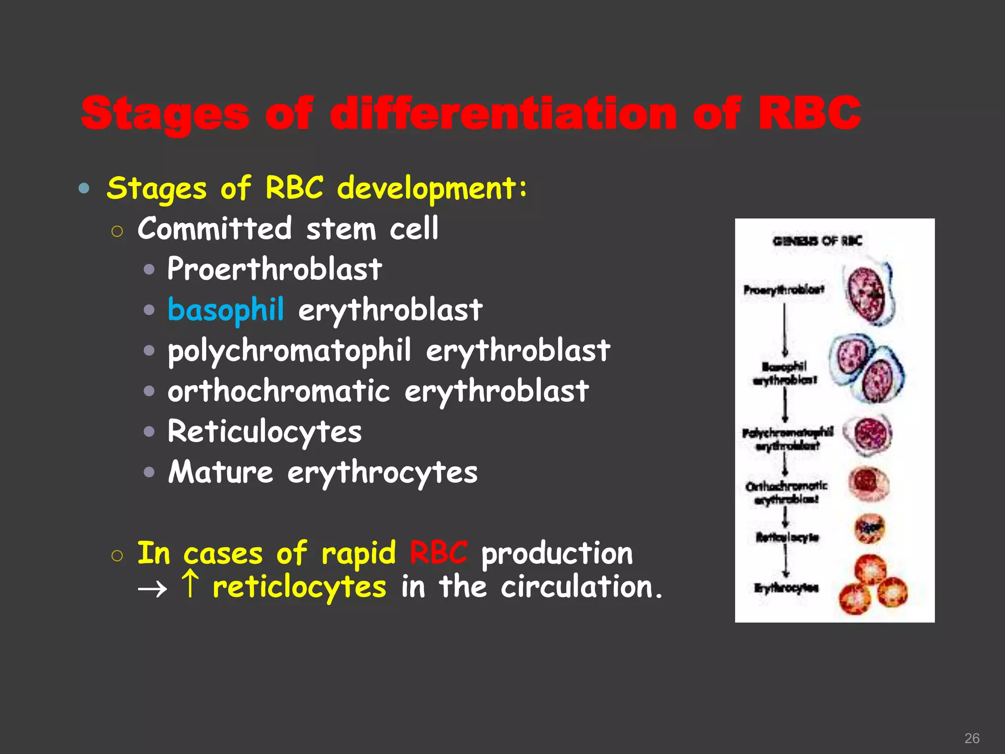 6- Blood Physiology.ppt
