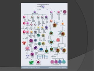6- Blood Physiology.ppt