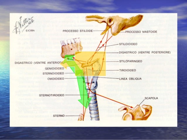 Bruno Ernesto. Indicazioni alla terapia chirurgica: Il ...