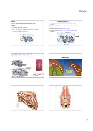 27/09/2011




Laringe                                                                                               Cartilagens da laringe:
consiste de várias cartilagens revestidas internamente por mucosa.               1. Cartilagem tieróidea (thyreos = escudo, eídos = forma)- -e a maior das
                                                                                    cartilagens
Funções:
                                                                                 2. Cartilagem cricóide (krikós = anel, eídos = forma)- articula-se caudalmente
•conecta a laringofaringe à traquéia;                                               com a traquéia.
                                                                                 3. Cartialgens aritenóides (aritein = colher) – são pares
•Serve de válvula para evitar que o alimento atinja a traquéia;
                                                                                 4. Cartilagem epiglótica – é elástica – fecha a entrada da laringe durante a
•É o órgão da fonação dos mamíferos                                                 deglutição




                                                                                                                                                        Cricóide




PAREDE DA CAVIDADE DA LARINGE
Prega vocal são as principais responsáveis pela fonação

                                                                                                                 ESÔFAGO


                          Prega vocal
                          do bovino
                                    Ventrículo
                                    da laringe
                                    (cavalo)

                                                          Movimento das pregas
                                                          vocais     durante a
                                                          vocalização
  Cav da laringe de equino




                                                                                                                                                                         10
 