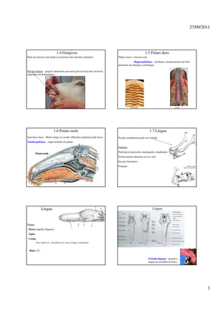 27/09/2011




                                  1.4 Gengivas                                                        1.5 Palato duro
Parte da mucosa oral unida ao periósteo dos alvéolos dentários.              Palato ósseo + mucosa oral
                                                                                           Rugas palatinas – facilitam o deslocamento do bolo
                                                                             alimentar em direção à orofaringe

Pulvino dental – gengiva altamente queratinizada no local dos incisivos
superiores de Ruminantes.




                                                                                        Ruminante                                Cavalo




                               1.6 Palato mole                                                            1.7 Língua
Sem base óssea - Muito longo no cavalo (dificulta respiração pela boca)      Fixada caudalmente pelo osso hióide.
Tonsila palatina – órgão linfóide do palato

                                                                             Funções:
                                                                             Participa da preensão, mastigação e deglutição
          Palato mole
                                                                             Deslocamento alimento na cav oral,
                                                                             Sucção (lactentes),
                                                                             Fonação




                Língua                                                                                       Língua



Forma:
- Dorso (papilas linguais)
- Ápice
- Corpo
         -Tórus lingual (9) – proeminência do corpo da língua do Ruminante



 -Raiz (12)


                                                                                                          Frênulo lingual – prende a
                                                                                                          língua ao assoalho da boca




                                                                                                                                                    3
 