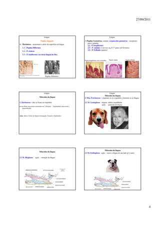 27/09/2011




                                      Língua                                                                         Língua
                                 Papilas linguais:                               2) Papilas Gustativas, contém corpúsculos gustativos – receptores
                                                                                     para o paladar.
1) Mecânicas – aumentam o atrito da superfície da língua
                                                                                     2.2 - P. fungiformes
    1.1 – Papilas filiformes                                                         2.3 – P. valadas (2 em su e eq, 8-17 pares em bovinos)
                                                                                     2.4 – P. Folhada (equino)
    1.2 – P. cônicas
    1.3 – P. lentiformes (no tórus lingual de Ru)


                                                                                 Papila fungiforme (seta vermelha)   Papila valada    Papila folhada




                                        Papilas filiformes




                                      Língua                                                                  Língua
                                                                                                         Músculos da língua
                               Músculos da língua                                2. Mm. Extrínsecos – originam-se no esqueleto e inserem-se na língua.

1) Intrínsecos – não se fixam ao esqueleto                                       2.1 M. Genioglosso - origem: sínfise mandibular
                                                                                                      ação: protusão da língua
possui fibras musculares orientadas em 3 direções: longitudinal, transversal e
    perpendicular.



Ação: altera a forma da língua (mastigação, fonação e deglutição)




                                                                                                           Músculos da língua
                               Músculos da língua
                                                                                 2.3 M. Estiloglosso - ação: - move a língua de um lado p/ o outro

2.1 M. Hioglosso - ação: - retração da língua




                                                                                                                                                               4
 