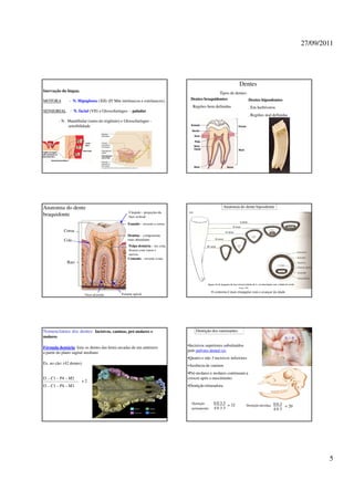 27/09/2011




                                                                                                                 Dentes
Inervação da língua.
                                                                                              Tipos de dentes:
MOTORA          - N. Hipoglosso (XII) (P/ Mm intrínsecos e extrínsecos).       Dentes braquidontes             Dentes hipsodontes
                                                                               . Regiões bem definidas                     . Em herbívoros
SENSORIAL - N. facial (VII) e Glossofaríngeo - paladar
                                                                                                                           . Regiões mal definidas
          - N. Mandibular (ramo do trigêmio) e Glossofaríngeo -
               sensibilidade




Anatomia do dente                                                                                     Anatomia do dente hipsodonte
                                                  Cúspide – projeções da
braquidonte                                       face oclusal

                                                  Esmalte – reveste a coroa
             Coroa
                                                  Dentina – componente
             Colo                                 mais abundante
                                                  Polpa dentária – tec conj
                                                  frouxo com vasos e
                                                  nervos
                                                  Cemento – reveste a raiz
              Raiz




                                                                                                                 Getty, 1981

                                                                                              O contorno é mais triangular com o avançar da idade
                          Osso alveolar       Forame apical




Nomenclatura dos dentes: Incisivos, caninos, pré-molares e                         Dentição dos ruminantes
molares                                                                                                                                             a   a

Fórmula dentária: lista os dentes das hemi-arcadas de um antímero             •Incisivos superiores substituídos
a partir do plano sagital mediano                                             pelo pulvino dental (a).
                                                                              •Quatro e não 3 incisivos inferiores
Ex. no cão: (42 dentes)
                                                                              •Ausência de caninos
                                                                              •Pré-molares e molares continuam a
I3 – C1 – P4 – M2                                                             crescer após o nascimento.
                       x2
I3 – C1 – P4 – M3                                                             •Dentição trituradora



                                                                                Dentição       0 0 3 3 = 32                                 0 0 3 = 20
                                                                                                                         Dentição decídua
                                                                                permanente:    4033                                         403




                                                                                                                                                                    5
 