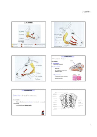 27/09/2011




                       1. Gll Salivares




                                                                                                      Cavidade nasal

                                                                        Desde as narina até a coana
                                                                                                                 coana
                                                                      Três regiões:
                                                                      a) Vestíbulo nasal
                                                                         Contem pelos (Vibrissas)

                                                                      b) Região respiratória
                                                                              Maior parte
                                                                              Epit. Respiratório (com cílios e
                                                                              produtor de muco)


                                                                          c) Região olfatória
                                                                              Caudodorsal (conchas etmoidais)

                                                                              Neurônios bipolares




                       Cavidade nasal



Conchas nasais – são elevações na cavidade nasal.


Constituição:
       Finos rolos ósseos (endoturbinados) derivados do osso maxila
e do etmóide
       Revestimento por mucosa nasal




                                                                                                                                 7
 