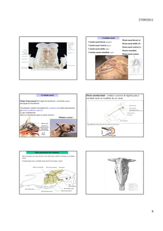 27/09/2011




                                                                                                         Cavidade nasal
                                                                                                                          Meato nasal dorsal (a)
                                                                                      Concha nasal dorsal (amarelo)
                                                                                                                          Meato nasal médio (b)
                                                                                      Concha nasal ventral (preto)
                                                                                                                          Meato nasal ventral (c)
                                                                                      Concha nasal média (lilás)
                                                                                                                          Meatos etmoidais
                                                                                      Conchas nasais etmoidais (azul)
                                                                                                                          Meato nasal comum




                                                                                                           a
                                                                                                     b
                                                                                                      c




                              Cavidade nasal                                        Ducto nasolacrimal – conduz o excesso de lágrima para a
                                                                                    cavidade nasal ou vestíbulo da cav nasal
Órgão Vomeronasal (Ou órgão de Jacobson) – envolvido com a
percepção de feromônios.

Constituição: cilindro incompleto de cartilagem revestido internamente
por mucosa olfatória especial.
É cego caudalmente.
Abre-se rostralmente junto ao ducto incisivo.
                                                  Flehmen (careta )




                     Seios paranasais dos animais:
   São escavações nos ossos da face e do crânio que se abrem e drenam na cavidade
   nasal.
   Comunicação com a cavidade nasal através dos meatos nasais




                                                                                                                                                     8
 
