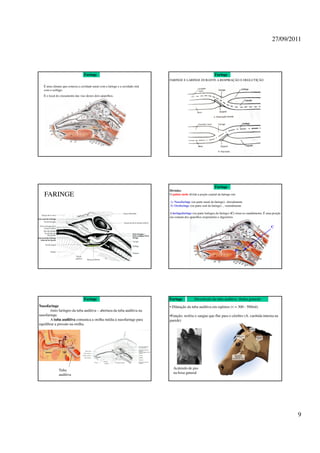 27/09/2011




                                  Faringe                                                                        Faringe
                                                                               FARINGE E LARINGE DURANTE A RESPIRAÇÃO E DEGLUTIÇÃO
   É uma câmara que conecta a cavidade nasal com a laringe e a cavidade oral
   com o esôfago.
   É o local do cruzamento das vias destes dois aparelhos.




                                                                                                                 Faringe
                                                                               Divisões:
   FARINGE                                                                     O palato mole divide a poção cranial da faringe em:

                                                                               A) Nasofaringe (ou parte nasal da faringe)– dorsalmente
                                                                               B) Orofaringe (ou parte oral da faringe) _ ventralmente

                                                                               A laringofaringe (ou parte laríngea da faringe) (C) situa-se caudalmente. É uma porção
                                                                               em comum dos aparelhos respiratório e digestório.


                                                                                                                                                             C



                                                                                                                                     A
                                                                                                                                 B




                                  Faringe                                      Faringe            Divertículo da tuba auditiva (bolsa gutural)
Nasofaringe                                                                    • Dilatação da tuba auditiva em eqüinos (v = 300 - 500ml).
        óstio faríngeo da tuba auditiva – abertura da tuba auditiva na
nasofaringe.                                                                   •Função: resfria o sangue que flui para o cérebro (A. carótida interna na
        A tuba auditiva comunica a orelha média à nasofaringe para             parede)
equilibrar a pressão na orelha.




                                                                                 Acúmulo de pus
              Tuba
                                                                                 na bosa gutural
              auditiva




                                                                                                                                                                        9
 