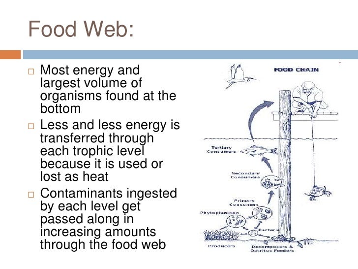 chesapeake bay food web diagram chesapeake bay food web recipes food chesapeake bay food web diagram chesapeake bay food web recipes food