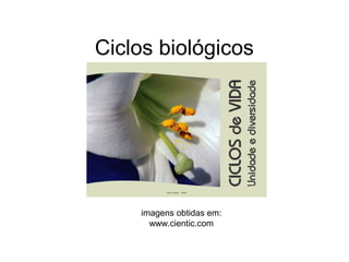Ciclos biológicos




    imagens obtidas em:
      www.cientic.com
 