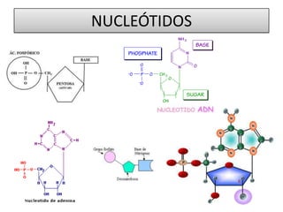 NUCLEÓTIDOS

 