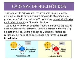 CADENAS DE NUCLEÓTIDOS
- Las cadenas de ácidos nucleicos presentan dos extremos: el
extremo 5’, donde hay un grupo fosfato unido al carbono 5’ del
primer nucleótido, y el extremo 3’, donde hay un radical hidroxilo
unido al carbono 3’ del último nucleótido.
- Los ácidos nucleicos se sintetizan mediante enzimas capaces de
añadir nucleótidos al extremo 3’. Entre el radical hidroxilo (-OH)
del carbono 3’ del último nucleótido y el radical fosfato del
carbono 5’ del nucleótido que se añade, se forma un enlace
fosfodiéster.

 