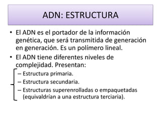 ADN: ESTRUCTURA
• El ADN es el portador de la información
genética, que será transmitida de generación
en generación. Es un polímero lineal.
• El ADN tiene diferentes niveles de
complejidad. Presentan:
– Estructura primaria.
– Estructura secundaria.
– Estructuras superenrolladas o empaquetadas
(equivaldrían a una estructura terciaria).

 