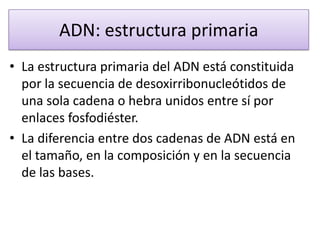 ADN: estructura primaria
• La estructura primaria del ADN está constituida
por la secuencia de desoxirribonucleótidos de
una sola cadena o hebra unidos entre sí por
enlaces fosfodiéster.
• La diferencia entre dos cadenas de ADN está en
el tamaño, en la composición y en la secuencia
de las bases.

 