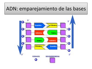 ADN: emparejamiento de las bases

 