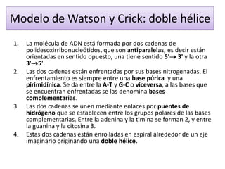 Modelo de Watson y Crick: doble hélice
1.

2.

3.

4.

La molécula de ADN está formada por dos cadenas de
polidesoxirribonucleótidos, que son antiparalelas, es decir están
orientadas en sentido opuesto, una tiene sentido 5' 3' y la otra
3'5'.
Las dos cadenas están enfrentadas por sus bases nitrogenadas. El
enfrentamiento es siempre entre una base púrica y una
pirimidínica. Se da entre la A-T y G-C o viceversa, a las bases que
se encuentran enfrentadas se las denomina bases
complementarias.
Las dos cadenas se unen mediante enlaces por puentes de
hidrógeno que se establecen entre los grupos polares de las bases
complementarias. Entre la adenina y la timina se forman 2, y entre
la guanina y la citosina 3.
Estas dos cadenas están enrolladas en espiral alrededor de un eje
imaginario originando una doble hélice.

 