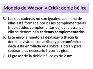 Modelo de Watson y Crick: doble hélice
5. Las dos cadenas no son iguales, cada una de
ellas está formada por bases complementarias
(nucleótidos complementarios) de la otra, por
ello se denominan cadenas complementarias.
6. Este enrollamiento es dextrógiro (hacia la
derecha visto desde arriba) y plectonémico es
decir esta enrollada una sobre la otra y para
separarla es necesario hacerlas girar.
7. El grosor de la doble hélice es de 2 nm.

 