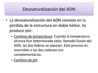 Desnaturalización del ADN
• La desnaturalización del ADN consiste en la
pérdida de la estructura en doble hélice. Se
produce por:
– Cambios de temperatura. Cuando la temperatura
alcanza ñun determinado valor, llamado fusión del
ADN, las dos hebras se separan. Este proceso es
reversible si las dos cadenas son
complementarias.
– Cambios de pH.

 