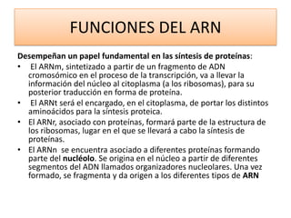 FUNCIONES DEL ARN
Desempeñan un papel fundamental en las síntesis de proteínas:
• El ARNm, sintetizado a partir de un fragmento de ADN
cromosómico en el proceso de la transcripción, va a llevar la
información del núcleo al citoplasma (a los ribosomas), para su
posterior traducción en forma de proteína.
• El ARNt será el encargado, en el citoplasma, de portar los distintos
aminoácidos para la síntesis proteica.
• El ARNr, asociado con proteínas, formará parte de la estructura de
los ribosomas, lugar en el que se llevará a cabo la síntesis de
proteínas.
• El ARNn se encuentra asociado a diferentes proteínas formando
parte del nucléolo. Se origina en el núcleo a partir de diferentes
segmentos del ADN llamados organizadores nucleolares. Una vez
formado, se fragmenta y da origen a los diferentes tipos de ARN

 
