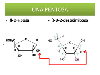 UNA PENTOSA
- ß-D-ribosa

- ß-D-2-desoxirribosa

 