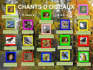 Rouge-gorge=Gat-rosu Mésange=Pitigoi Pinson=Cintezoi Chouette=Bufnita CHANTS D’OISEAUX Coucou=Cucul Geai bleu=Gaita Grand Duc=Buha Chardonneret=Sticlete Alouette=Ciocarlie Hirondelle=Randunica Moineau=Vrabia Mouette=Pescarus Merle=Mierla Verdier=Verdeata Pic vert=Ciocanitoare Rossignol=Privighetoarea Goéland=Albatrosul Fauvette=Pitulice Claude Denis 