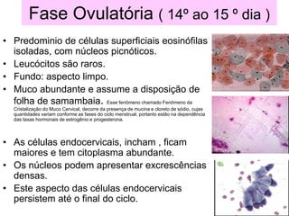 Fase Ovulatória ( 14º ao 15 º dia )
• Predominio de células superficiais eosinófilas
isoladas, com núcleos picnóticos.
• Leucócitos são raros.
• Fundo: aspecto limpo.
• Muco abundante e assume a disposição de
folha de samambaia. Esse fenômeno chamado Fenômeno da
Cristalização do Muco Cervical, decorre da presença de mucina e cloreto de sódio, cujas
quantidades variam conforme as fases do ciclo menstrual, portanto estão na dependência
das taxas hormonais de estrogênio e progesterona.
• As células endocervicais, incham , ficam
maiores e tem citoplasma abundante.
• Os núcleos podem apresentar excrescências
densas.
• Este aspecto das células endocervicais
persistem até o final do ciclo.
 