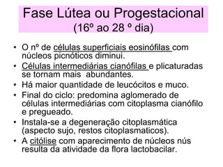 Fase Lútea ou Progestacional
(16º ao 28 º dia)
• O nº de células superficiais eosinófilas com
núcleos picnóticos diminui.
• Células intermediárias cianófilas e plicaturadas
se tornam mais abundantes.
• Há maior quantidade de leucócitos e muco.
• Final do ciclo: predomina aglomerado de
células intermediárias com citoplasma cianófilo
e pregueado.
• Instala-se a degeneração citoplasmática
(aspecto sujo, restos citoplasmaticos).
• A citólise com aparecimento de núcleos nús
resulta da atividade da flora lactobacilar.
 