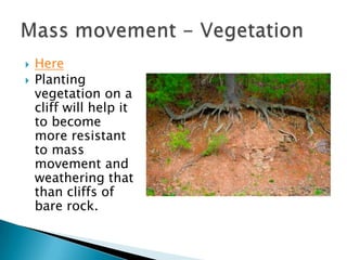    Here
   Planting
    vegetation on a
    cliff will help it
    to become
    more resistant
    to mass
    movement and
    weathering that
    than cliffs of
    bare rock.
 