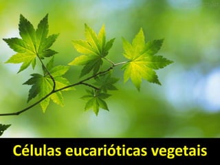 Células eucarióticas vegetais
 