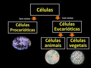 Células
    Sem núcleo                Com núcleo


   Células                   Células
Procarióticas              Eucarióticas

                    Células         Células
                    animais         vegetais
 